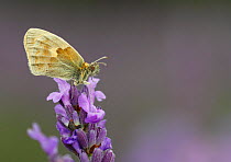 Small Heath Butterfly (Coenonympha pamphilus) on Lavender (Lavandula sp.) flowers, Mayfield Lavender Farm, North Downs, Surrey. UK, July