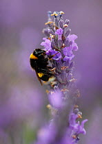 Bumblebee (Bombus terrestris) feeding from Lavender (Lavandula sp.) flowers Mayfield Lavender Farm, North Downs, Surrey. UK July