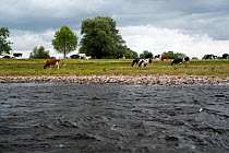 Cattle (Bos taurus) grazing next to the River Usk, Wales, June 2010.