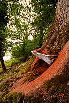 Artist's Fungus (Ganoderma applanatum) growing on Beech tree (Nothofagus genus), surrounded by brown spores, banks of the River Usk, Wales.
