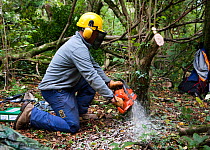 Man with chainsaw coppicing Hazel (Corylus avellana) tree to help improve biodiversity in the woodland, Wales, October 2009. Model released.