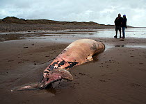 Scientist from the Welsh Marine Environmental Monitoring team and ranger from Kenfig Nature Reserve looking at the carcass of a Sowerby's Beaked Whale (Mesoplodon bidens), washed up on the coast near...