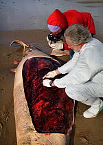 Scientists from the Welsh Marine Environmental Monitoring team dissecting the carcass of a Sowerby's Beaked Whale (Mesoplodon bidens) washed up on a beach in order to try to help determine the cause o...