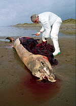 Scientist from the Welsh Marine Environmental Monitoring team dissecting the carcass of a Sowerby's Beaked Whale (Mesoplodon bidens) washed up on a beach in order to try to help determine the cause of...