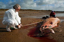 Scientists from the Welsh Marine Environmental Monitoring team measure the carcass of a Sowerby's Beaked Whale (Mesoplodon bidens), washed up on the coast near Porthcawl, South Wales, Model released.