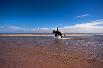 Horse and rider on Bamburgh Beach, Northumberland Coast Area of Outstanding Natural Beauty (AONB), England, July 2010.