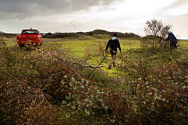 Volunteers and local council staff clearing Common sea buckthorn (Hippophae rhamnoides), which spreads rapidly and smothers sensitive dune plant communities, Newton Burrows (a provisional LNR and part...