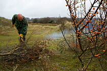 Volunteers and local council staff burning cut branches of Common sea buckthorn (Hippophae rhamnoides), which spreads rapidly and smothers sensitive dune plant communities, Newton Burrows (a provision...