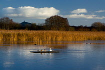 Lake and birds at the Ham Wall RSPB National Nature Reserve (NNR), with Glastonbury Tor in the background, Somerset, England, December 2009.