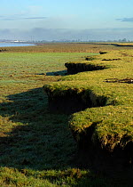 Characteristic eroded saltmarsh cliff features on the River Severn, with the Oldbury Power Station in the background (now being decomissioned with another larger replacement being considered), South G...
