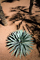 Agave (Agave genus) and Palms (Palmae) growing in the Jardin Majorelle, Marrakech, Morocco, March 2010.