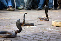 Cobras (Naga) surrounded by crowd of observers, Djemaa el Fna, Marrakech, Morocco, March 2010.