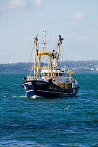 A "Brixham beamer" (fishing trawler) returning to Brixham Harbour to land its catch, Devon, England.