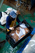 Fisherman unloading crates of fish from the deck of trawler, Brixham, Devon, England.