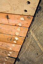 Hull detail of wooden cutter under construction at the Underfall Yard, Bristol, England, April 2010.