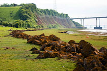 Rock mounds laid out as coast defence along the shoreline just north of the old Severn Crossing, River Severn, England, 2010.
