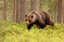 European Brown Bear (Ursos arctos) walking through Pine forest, Finland, Scandinavia