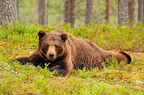 European Brown Bear (Ursos arctos) portrait lying down, in Pine forest, Finland, Scandinavia