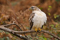 Common Buzzard (Buteo buteo) with white feather on breast, perched on tree branch in woodland, UK