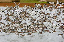 Mixed flock of Avocet (Recurvirostra avosetta) and Black-tailed Godwit (Limosa limosa) taking off from water, Brownsea Island, Dorset, England October