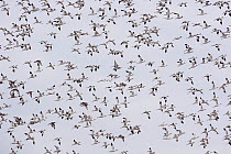 Large flock of Avocet (Recurvirostra avosetta) in flight, Brownsea Island, Poole Harbour, Dorset, England October