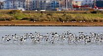 Flock of Avocet (Recurvirostra avosetta) landing on water, Brownsea Island, Poole harbour, Dorset, England October