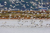 Flock of Avocet (Recurvirostra avosetta) taking off from water, Brownsea Island, Poole Harbour, Dorset, England October