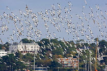 Flock of Avocet (Recurvirostra avosetta) in flight,  Poole Harbour, Dorset October