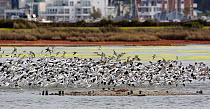 Flock of Avocet (Recurvirostra avosetta) Brownsea Island, Poole Harbour, Dorset, England October