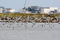Flock of Avocet (Recurvirostra avosetta) flying low over water, Brownsea Island, Poole Harbour, Dorset, England October