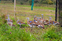 Great Bustard (Otis tarda) part of a reintroduction project onto Salisbury Plain, England, with birds from Russia - these birds are about to be released from soft pen after quarantine - September, 200...