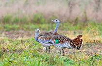 Great Bustard (Otis tarda) female on Salisbury Plain with chick, the first to be bred in the wild in the UK for 177 years - part of a reintroduction project with birds imported under DEFRA licence fro...