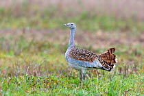 Great Bustard (Otis tarda) female on Salisbury Plain, UK - part of a reintroduction project with birds imported under DEFRA licence from Russia.