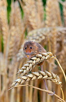 Harvest Mouse ( Micromys minutus) feeding on ear of wheat, Captive, UK, August