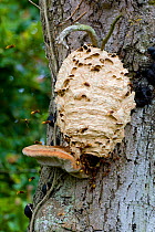 Hornet (Vespa crabro) nest on side of tree, with bracket fungus and Hornets flying in and out, Gloucestershire, England. September