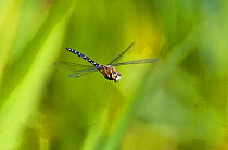Migrant Hawker dragonfly (Aeshna mixta latrielle) male in flight, Wiltshire, England. August