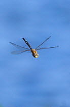 Migrant Hawker dragonfly (Aeshna mixta latrielle) male in flight, Wiltshire, England. August