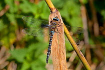 Migrant Hawker dragonfly (Aeshna mixta latrielle) male resting, Wiltshire, England. August