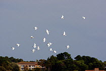 Flock of White spoonbill (Platalea leucorodia) in flight, Brownsea Island, Poole Harbour, Dorset, England. October