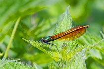 Beautiful Demoiselle (Calopteryx virgo) female at rest on Stinging Nettle (Urtica dioica) leaf, Wiltshire, England