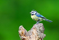 Blue Tit (Parus caeruleus) in poor condition, exhausted from feeding chicks all season, Worcestershire, England, UK, June.
