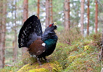 Capercaillie (Tetrao urogallus) male calling and displaying in pine forest, Speyside, Scotland, April.