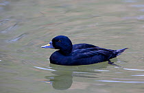 Common / Black Scoter (Melanitta nigra) male 'captive' native to coastal waters of Northern Hemisphere and occasionally lakes.