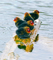 Four Coot (Fulica atra) chicks, perched on exposed surface, surrounded by water, Wiltshire, England, UK. May.