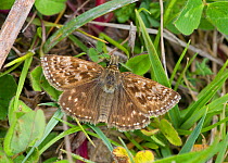 Dingy Skipper (Erynnis tages) at rest with wings open, Wiltshire, England