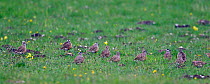Flock of Dotterels (Charadrius morinellus) feeding on grassland, during migration, England, UK, May.