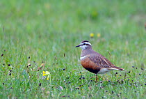 Dotterel (Charadrius morinellus) female on rest during migrational passage, Wiltshire, England, May