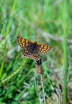 Duke of Burgundy butterfly (Hamearis lucina) at rest on grass stem, with wings open, Wiltshire, England