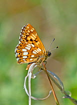 Duke of Burgundy butterfly (Hamearis lucina) at rest on grass stem, with wings closed, Wiltshire, England