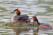 Pair of Great Crested Grebes (Podiceps cristatus) at nest on water, Wiltshire, England, UK, May.